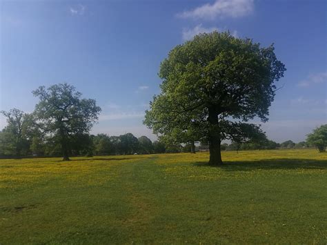 Minch Common In Yellow TomNatt Flickr