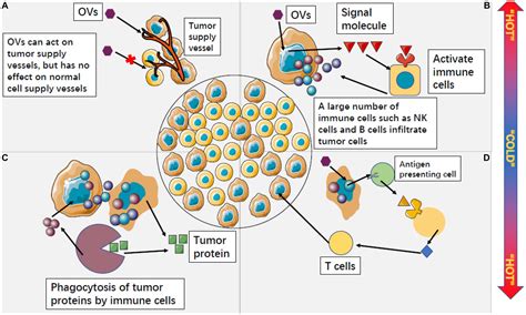 Frontiers Development And Application Of Oncolytic Viruses As The