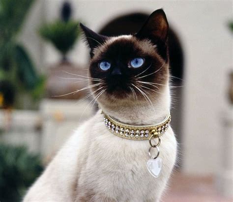 Кошки долгожители - самые старые коты в мире, книга рекордов пород