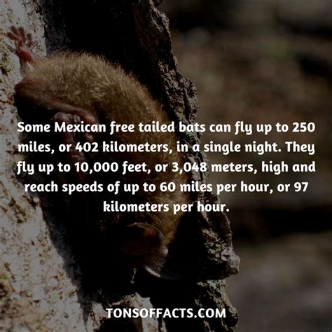 31 Fun And Interesting Facts About Bats Artofit