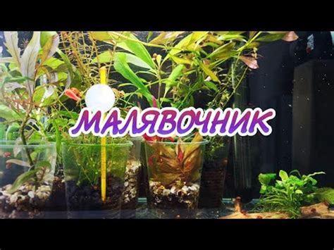 МАЛЯВОЧНИК.ГУППИ, КОРИДОРАС. - YouTube