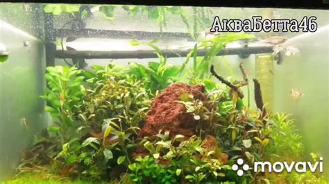 Мой огород немножкоо | АквариуМистика - аквариум, рыбки дома | ВКонтакте
