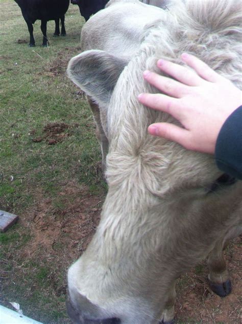 crazy bull backyard chickens learn   raise chickens