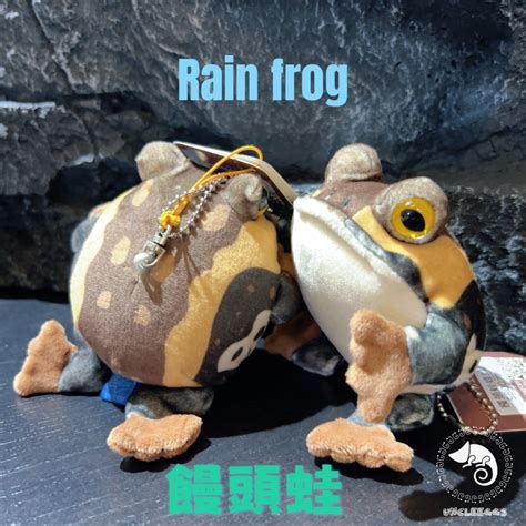 rain frog