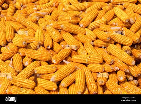 Corn Harvest Background Stock Photo Alamy