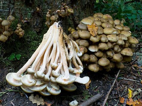 Armillaria Mellea Honiggelber Hallimasch