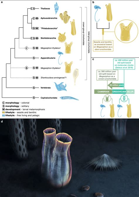 A mid-Cambrian tunicate and the deep origin of the ascidiacean body