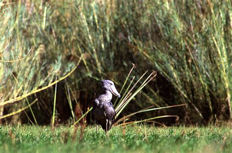 5 facts you didn’t know about Africa’s shoebill