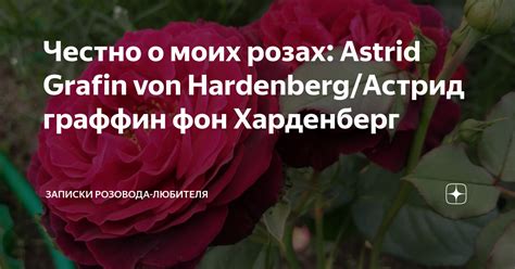 Честно о моих розах: Astrid Grafin von Hardenberg/Астрид граффин фон ...