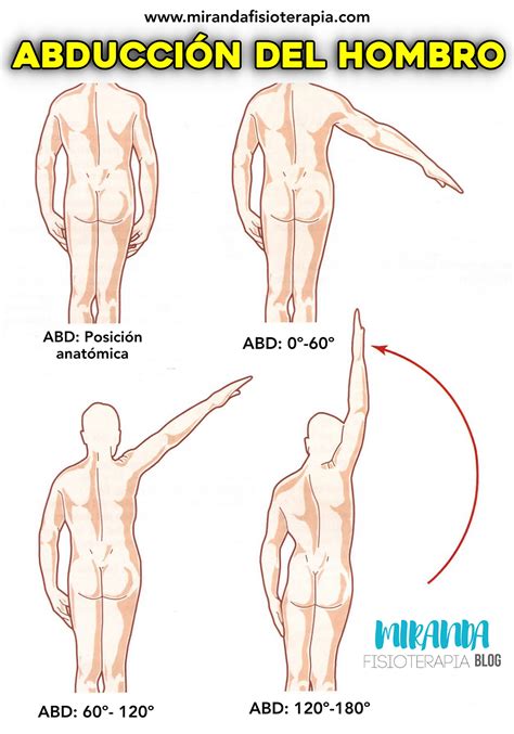 Movimientos Del Hombro Flexi N Extensi N Y Abducci N Aducci N