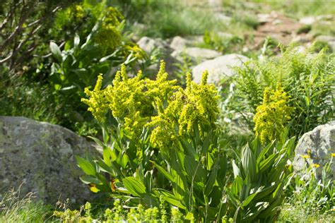 Алпийска част на Пирин