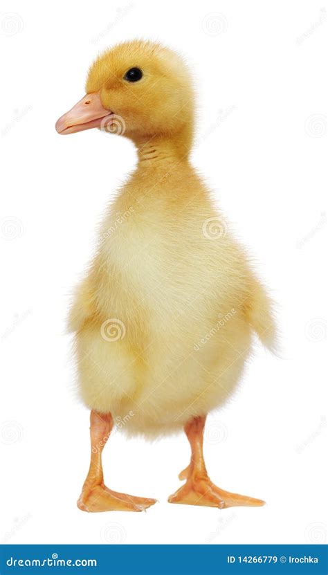 Two Days Old Easter Duckling Looking Cute Stock Image Image Of Cute