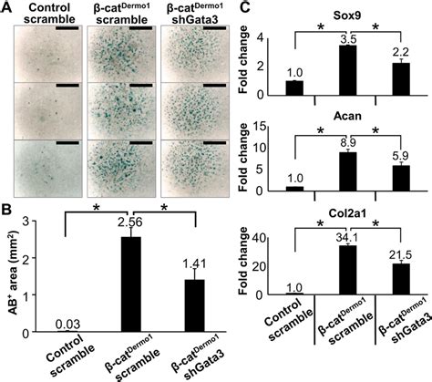 GATA3 in mediating nonclassical -catenin signaling for skeletal cell ... 