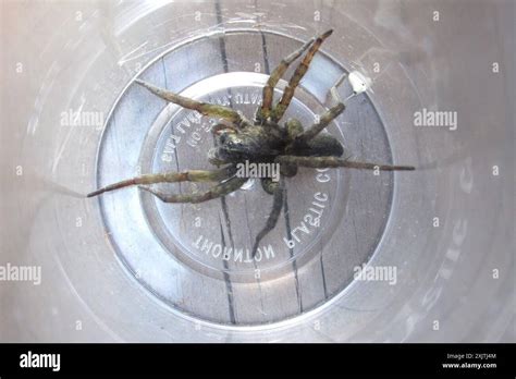 Wetland Giant Wolf Spider Tigrosa Helluo Arachnida Stock Photo Alamy
