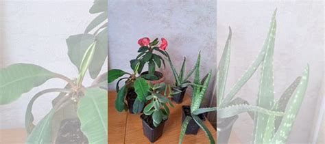 Комнатные растения купить в Томске | Товары для дома и дачи | Авито