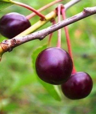 Вишня Превосходная Колесниковой: описание, опылители и фото