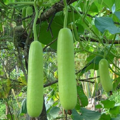 Bottle Gourd Lauki Long F1 Vegetable Seeds Plantohobby