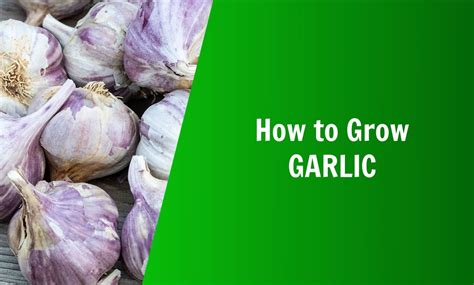 Going To Seed Garlic