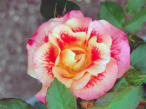 Роза саша флорибунда фото и описание