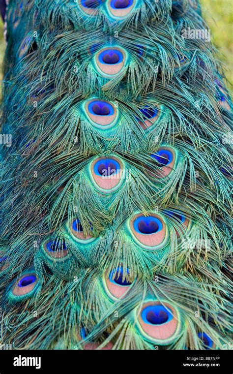 Indian Blue Peacock At The Los Angeles County Arboretum And Botanical