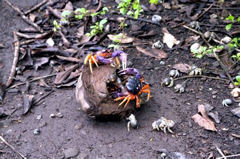 Coconut Crab
