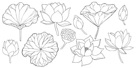 Lotus Flowers Leaves And Buds Black Line Art Set Of Illustration Outline Floral Drawing For