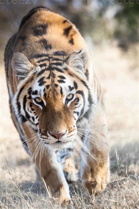 tiger attack 705851 Stock Photo at Vecteezy