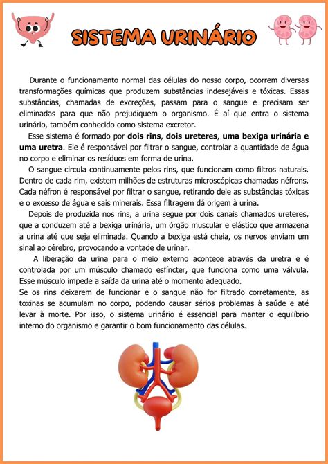 Sistema Urinario 5 Ano - Sistema Urinario Atividades 5 Ano