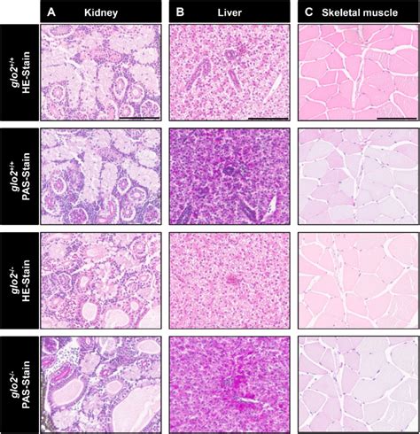 Histological Analysis Of Adult Liver Skeletal Muscle And Kidney HE