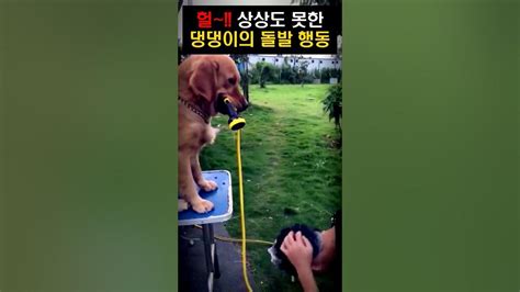 갑자기 물이 끊기자 댕댕이의 놀라운 반응 Shorts Dog 강아지 Youtube