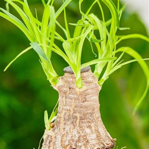 Beaucarnea Recurvata Nolina Wygięta Noga Słonia - Ceny i opinie - Ceneo.pl