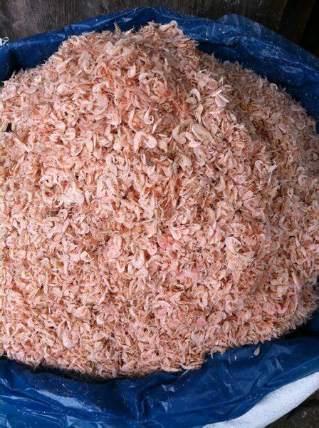 Jual Udang Rebon Cepe Di Lapak Ikanasinmedan Bukalapak