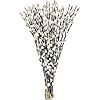 Amazon Lanmik Stems Inches Real Natural Dried Pussy Willow Branches For Vase