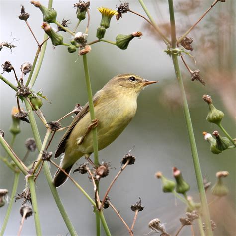 Trogtrogblog Bird Of The Week Willow Warbler