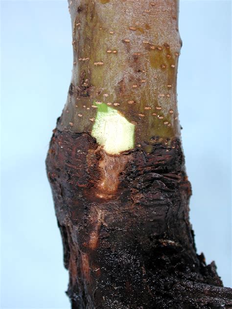 Apple (Malus spp.)-Crown and Collar Rot | Pacific Northwest Pest
