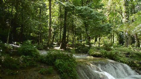 Beautiful scenery of tropical rainforest in Southern Thailand. 12510816 ...