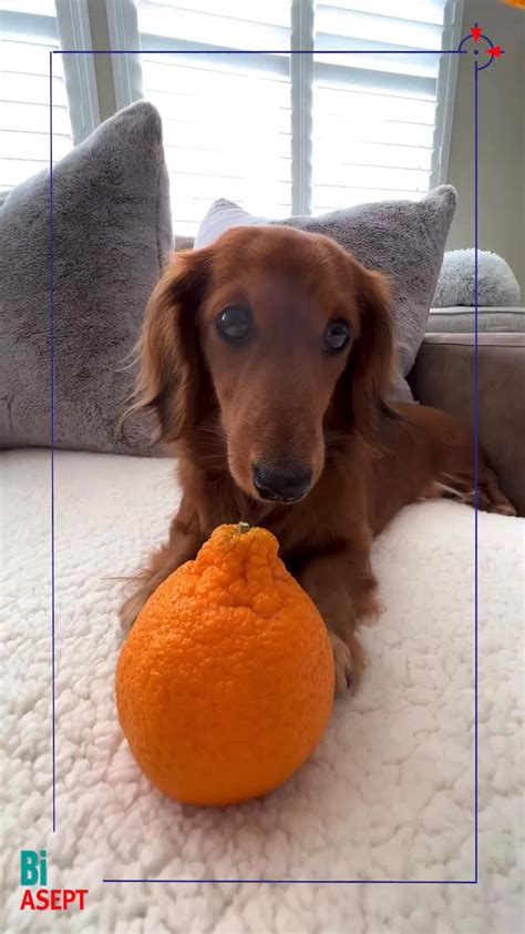 Пин от пользователя BiAsept на доске Ваши пины | Улыбающаяся собака ...