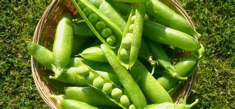 Фиолетовый горох: лучшие сорта, описание и характеристика, выращивание ...