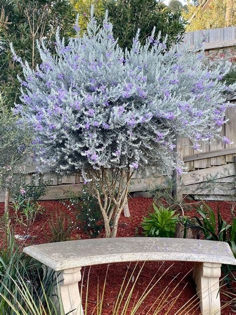 Plantfiles Pictures Eremophila Emu Bush Silky Eremophila Blue