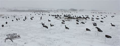 Decoy Spread Photos: Canada Goose Windsocks – White Rock Decoys