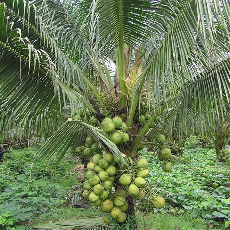 Dwarf X Tall D X T Coconut Tree Plant Seed2plant