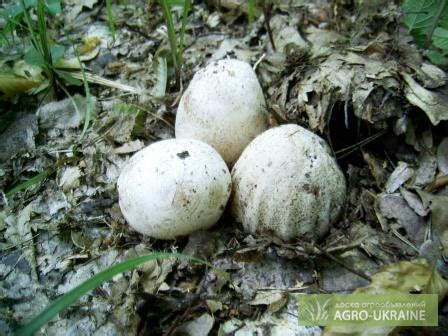 Продам настойку гриба веселка, купить настойку гриба веселка ...