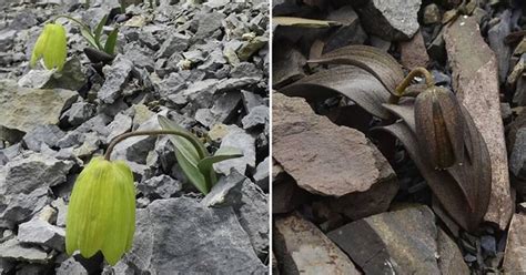 A Chinese Plant Has Evolved To Hide From Humans, According To ...