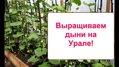 Дыня на Урале. Формирование куста дыни в теплице. - YouTube
