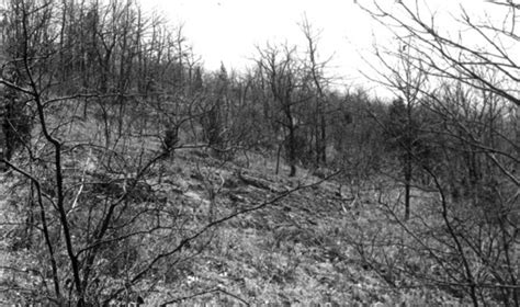 Reforestation An Unheralded Yet Powerful Natural Climate Solution In