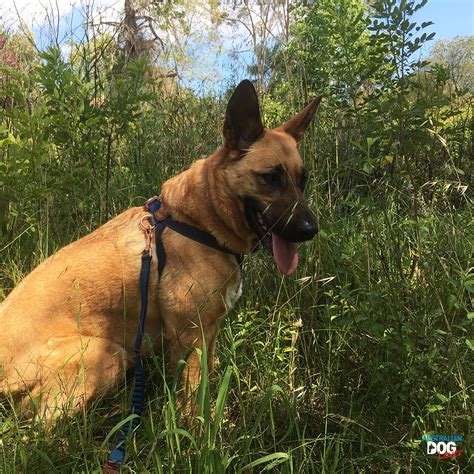 Dangers Of Grass Seeds For Dogs Australian Dog Lover