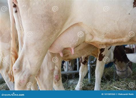 A Close-up on the White Cows Udder on the Farm. Dairy, Milk Production ...