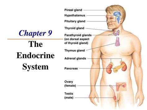 Ppt Chapter 9 The Endocrine System Powerpoint Presentation Free Download Id712484