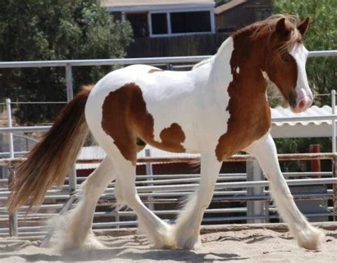 pinto horse on Tumblr