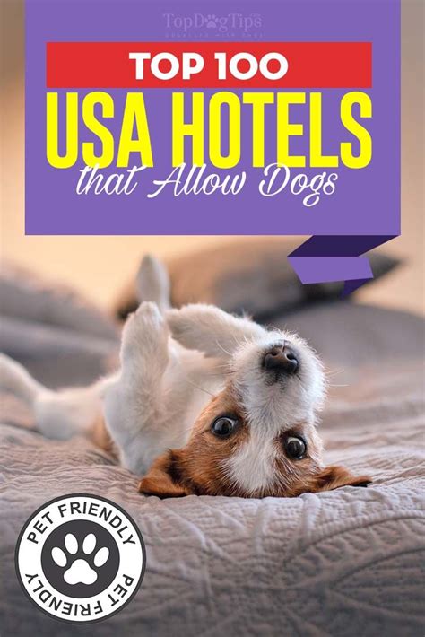 Top 100 Best Hotels That Allow Dogs (USA) | Hotels that allow dogs, Dog ...